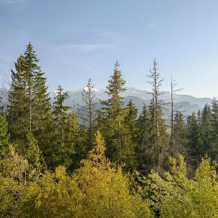 Visitzakopane - Forest *